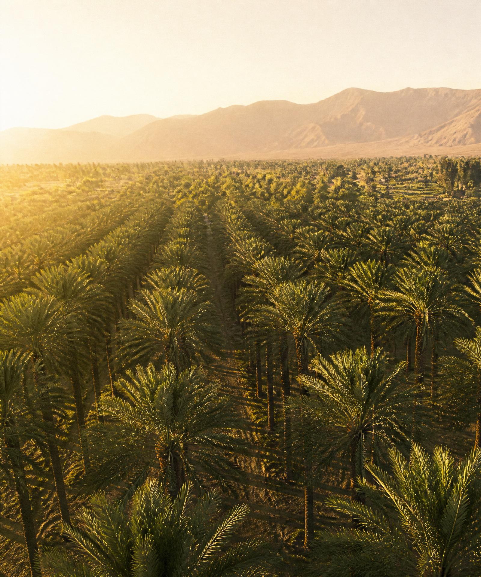 Valley & Palm medjool dates in the grove at golden hour